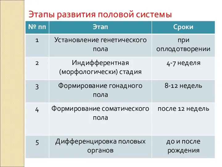 Этапы развития половой системы