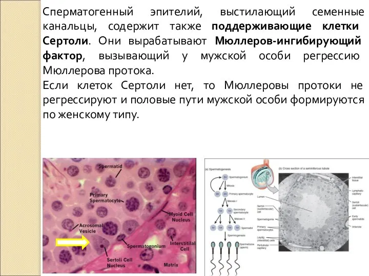 Сперматогенный эпителий, выстилающий семенные канальцы, содержит также поддерживающие клетки Сертоли. Они