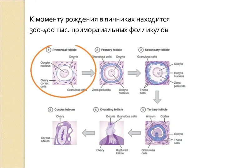 К моменту рождения в яичниках находится 300-400 тыс. примордиальных фолликулов