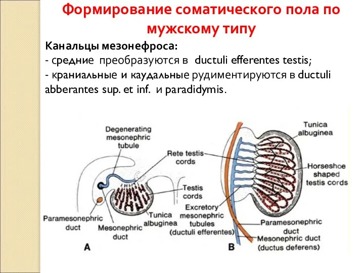 Канальцы мезонефроса: - средние преобразуются в ductuli efferentes testis; - краниальные