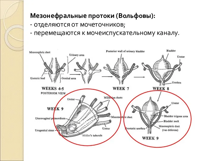 Мезонефральные протоки (Вольфовы): - отделяются от мочеточников; - перемещаются к мочеиспускательному каналу.