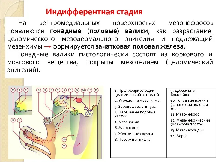 Индифферентная стадия На вентромедиальных поверхностях мезонефросов появляются гонадные (половые) валики, как