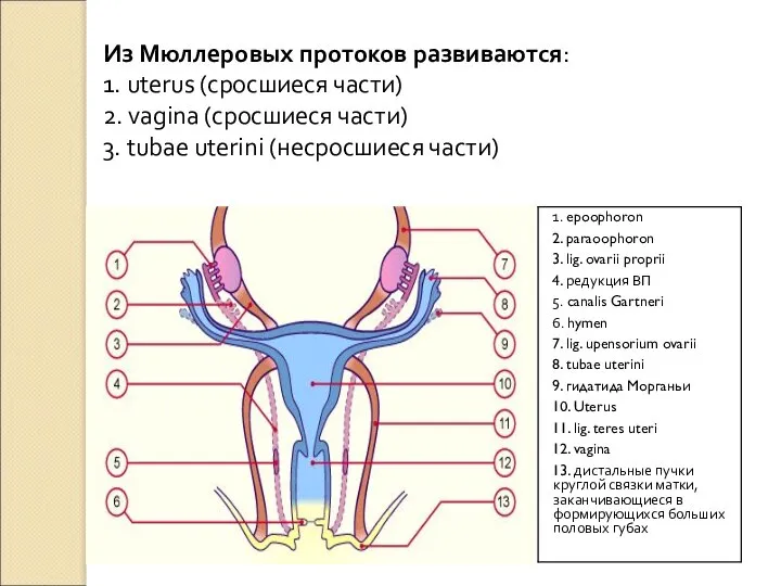 Из Мюллеровых протоков развиваются: 1. uterus (сросшиеся части) 2. vagina (сросшиеся