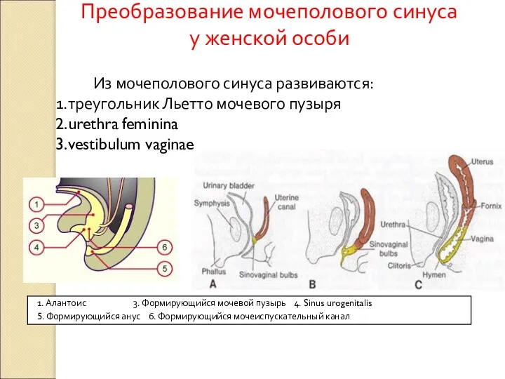 Из мочеполового синуса развиваются: треугольник Льетто мочевого пузыря urethra feminina vestibulum