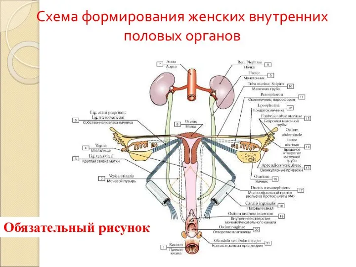 Схема формирования женских внутренних половых органов Обязательный рисунок