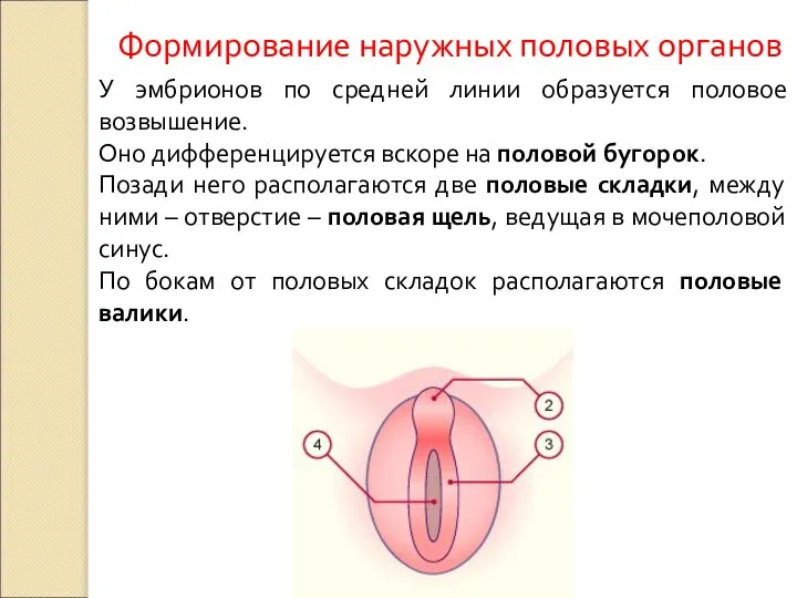 Формирование наружных половых органов У эмбрионов по средней линии образуется половое