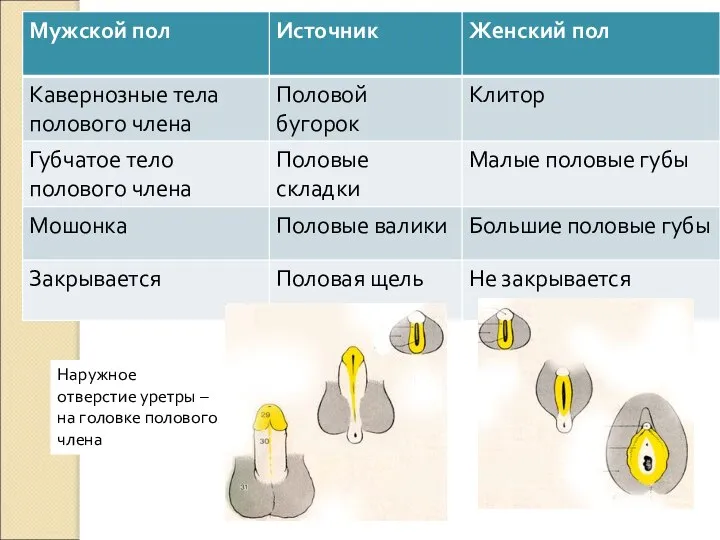 Наружное отверстие уретры – на головке полового члена