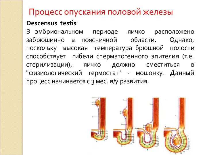 Descensus testis В эмбриональном периоде яичко расположено забрюшинно в поясничной области.