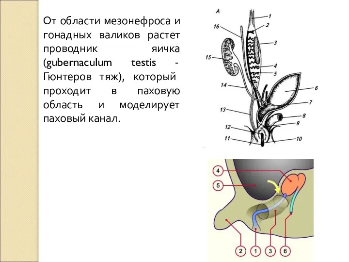 От области мезонефроса и гонадных валиков растет проводник яичка (gubernaculum testis