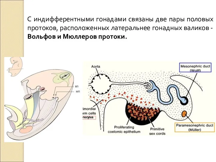 С индифферентными гонадами связаны две пары половых протоков, расположенных латеральнее гонадных