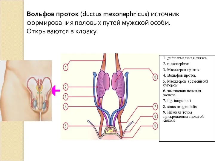 Вольфов проток (ductus mesonephricus) источник формирования половых путей мужской особи. Открываются в клоаку.