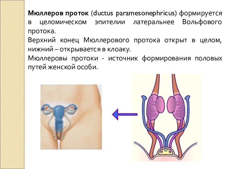 Мюллеров проток (ductus paramesonephricus) формируется в целомическом эпителии латеральнее Вольфового протока.