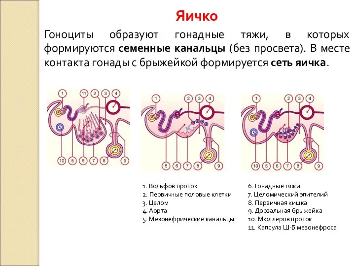 Гоноциты образуют гонадные тяжи, в которых формируются семенные канальцы (без просвета).