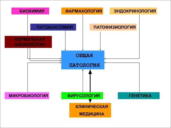 БИОХИМИЯ ФАРМАКОЛОГИЯ ЭНДОКРИНОЛОГИЯ ПАТОАНАТОМИЯ ПАТОФИЗИОЛОГИЯ ОБЩАЯ ПАТОЛОГИЯ МИКРОБИОЛОГИЯ ГЕНЕТИКА КЛИНИЧЕСКАЯ МЕДИЦИНА НОРМАЛЬНАЯ ФИЗИОЛОГИЯ ВИРУСОЛОГИЯ