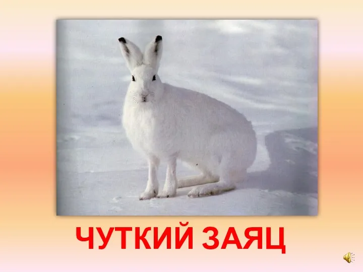 ЧУТКИЙ ЗАЯЦ