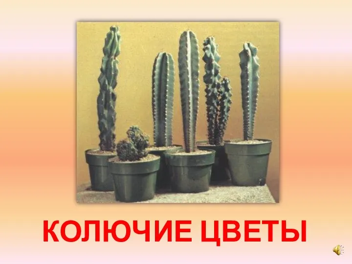 КОЛЮЧИЕ ЦВЕТЫ