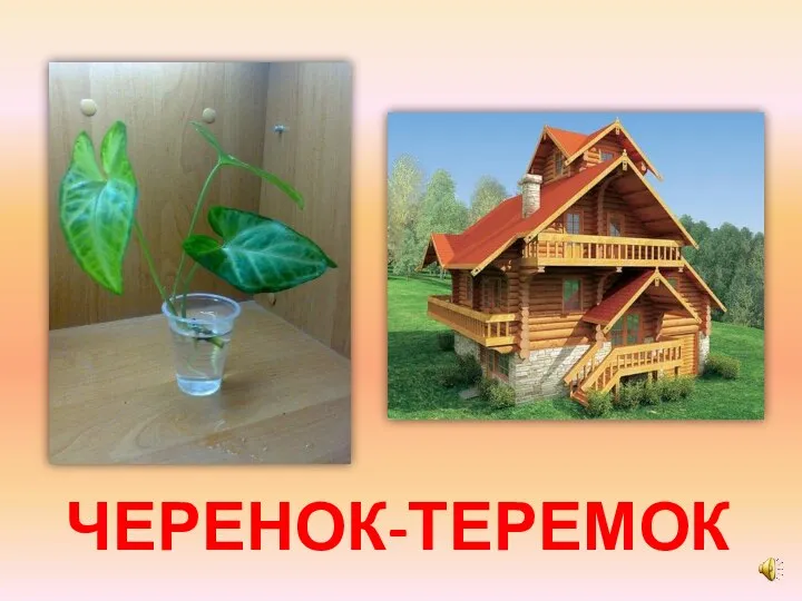 ЧЕРЕНОК-ТЕРЕМОК