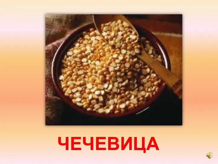 ЧЕЧЕВИЦА