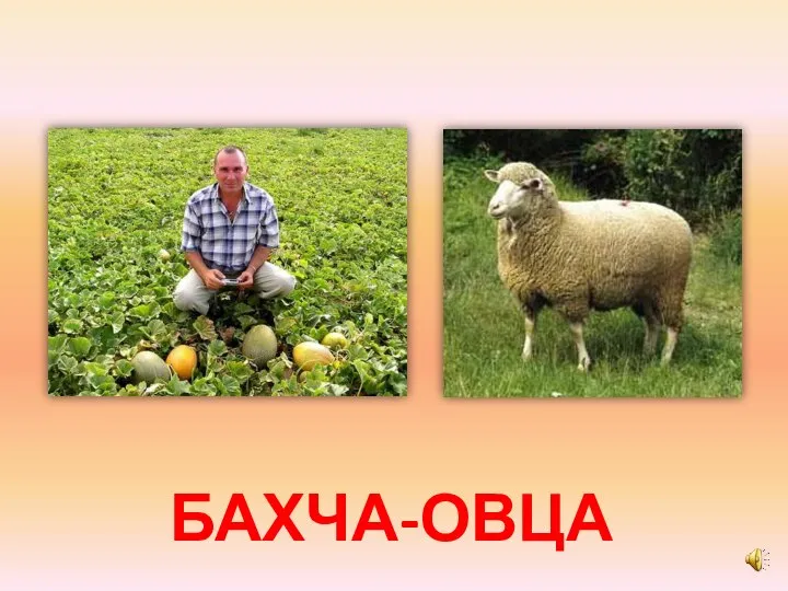 БАХЧА-ОВЦА