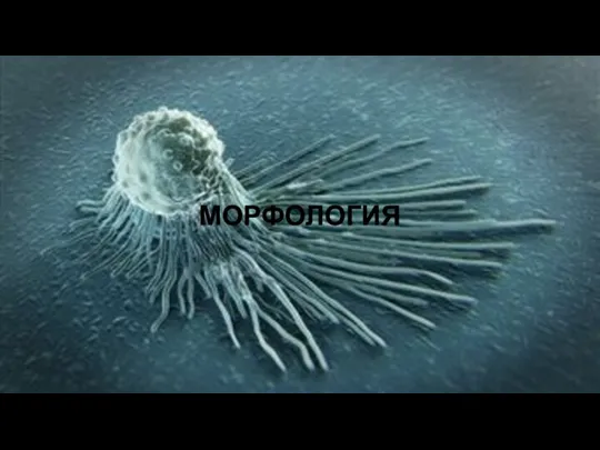 МОРФОЛОГИЯ