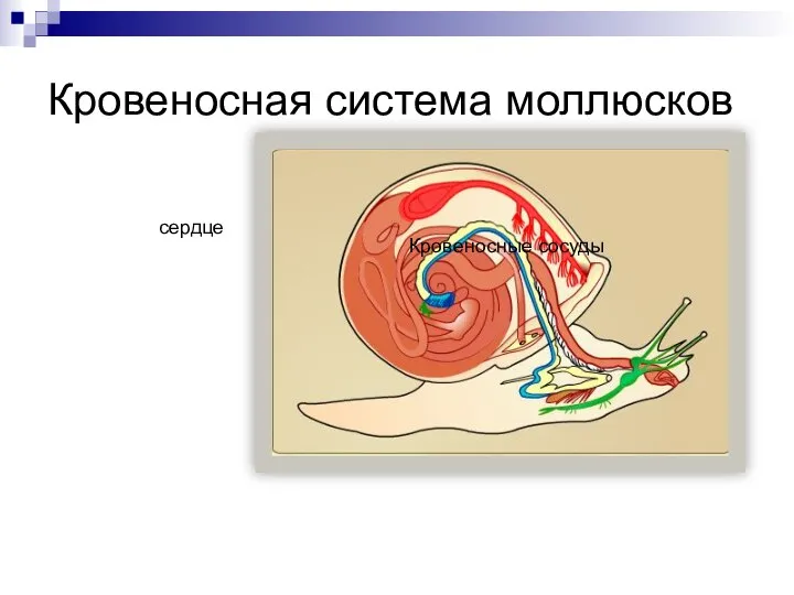 Кровеносная система моллюсков сердце Кровеносные сосуды