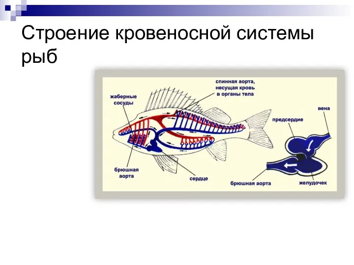 Строение кровеносной системы рыб