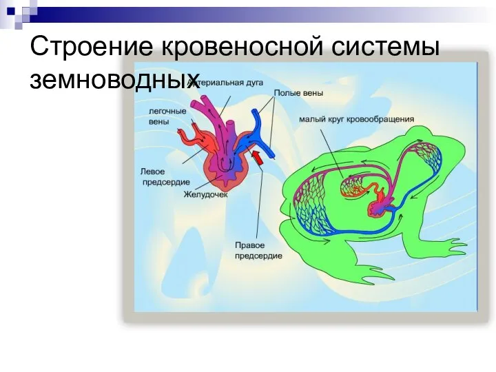 Строение кровеносной системы земноводных