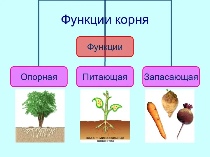 Функции корня