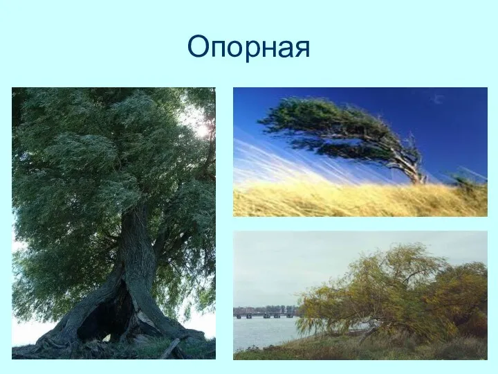 Опорная