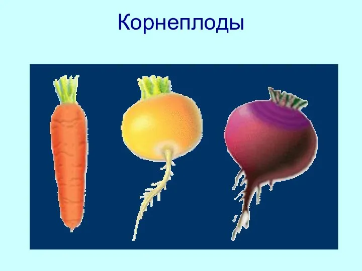 Корнеплоды