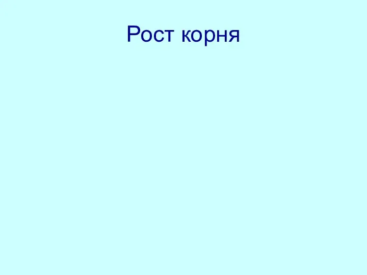 Рост корня