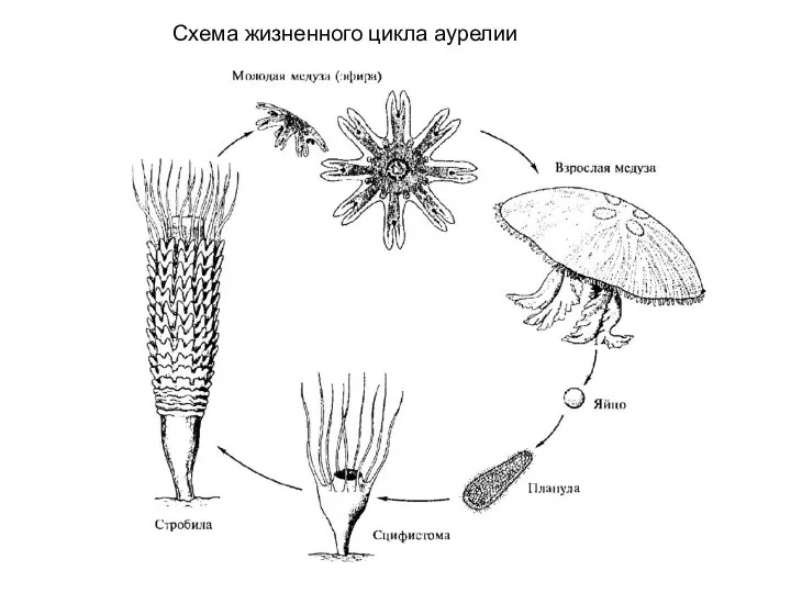 Схема жизненного цикла аурелии