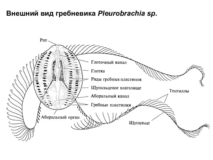 Внешний вид гребневика Pleurobrachia sp.