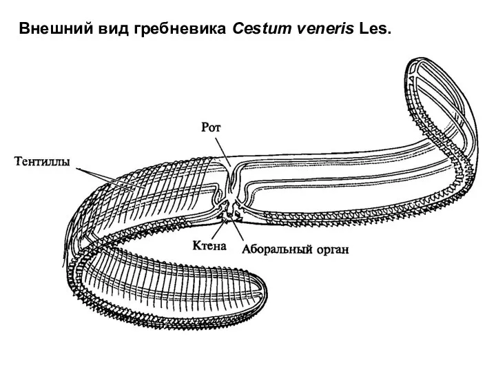 Внешний вид гребневика Cestum veneris Les.