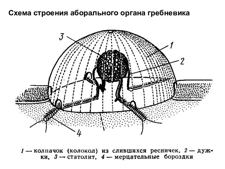 Схема строения аборального органа гребневика