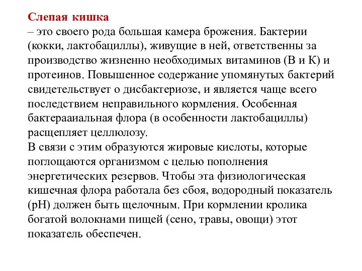 Слепая кишка – это своего рода большая камера брожения. Бактерии (кокки,