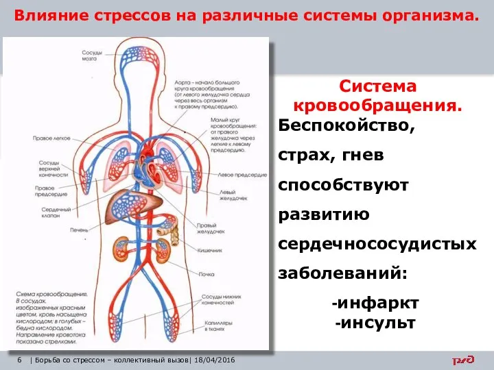 Влияние стрессов на различные системы организма. | Борьба со стрессом –