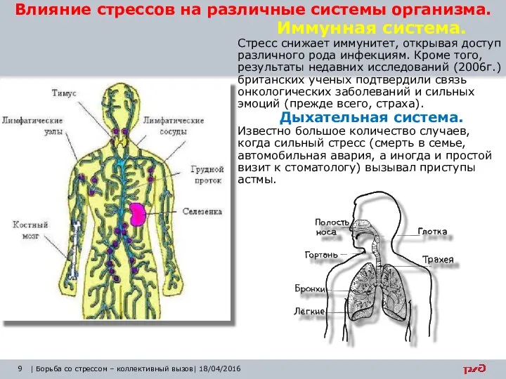 Влияние стрессов на различные системы организма. Иммунная система. Стресс снижает иммунитет,