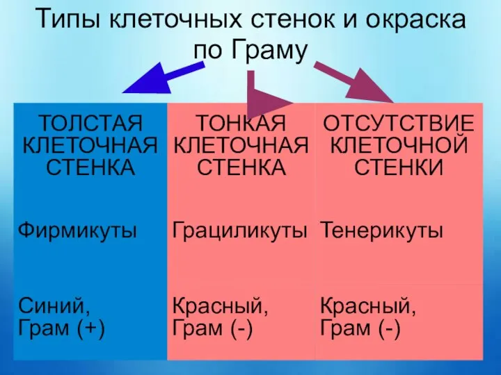 Типы клеточных стенок и окраска по Граму