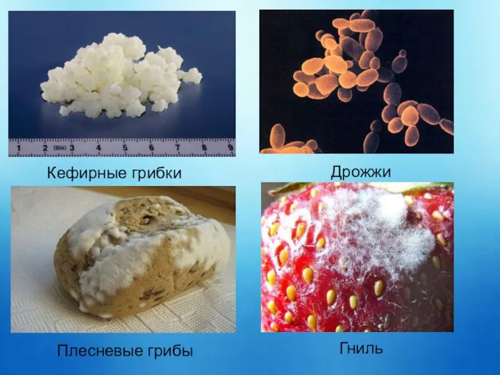 Кефирные грибки Дрожжи Гниль Плесневые грибы