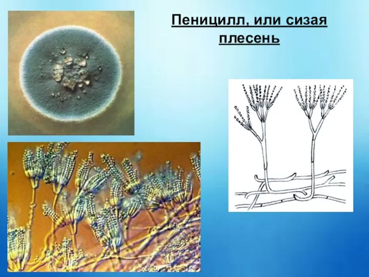 Пеницилл, или сизая плесень