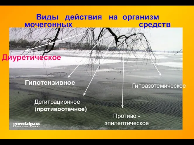 Виды действия на организм мочегонных средств Диуретическое Гипотензивное Дегитрационное (противоотечное) Противо - эпилептическое Гипоазотемическое