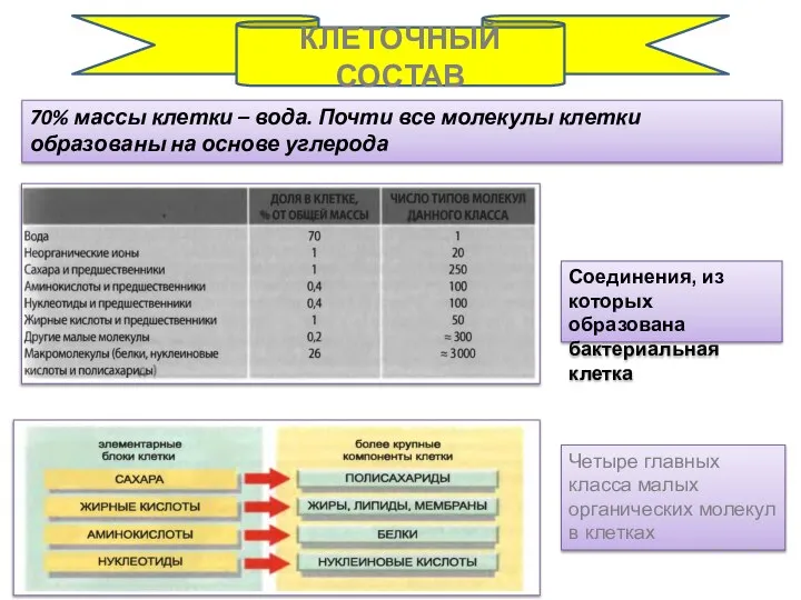 70% массы клетки – вода. Почти все молекулы клетки образованы на