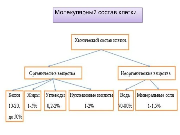 Молекулярный состав клетки