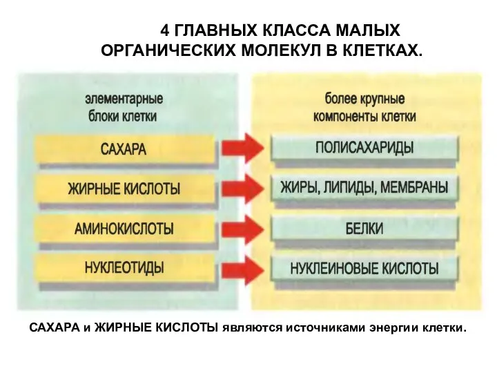 4 ГЛАВНЫХ КЛАССА МАЛЫХ ОРГАНИЧЕСКИХ МОЛЕКУЛ В КЛЕТКАХ. САХАРА и ЖИРНЫЕ КИСЛОТЫ являются источниками энергии клетки.