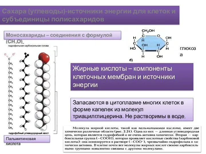 Сахара (углеводы)-источники энергии для клеток и субъединицы полисахаридов Моносахариды – соединения