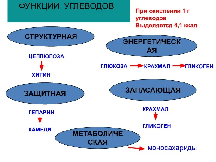 ФУНКЦИИ УГЛЕВОДОВ СТРУКТУРНАЯ ЭНЕРГЕТИЧЕСКАЯ При окислении 1 г углеводов Выделяется 4,1