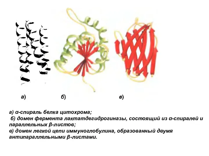 а) α-спираль белка цитохрома; б) домен фермента лактатдегидрогиназы, состоящий из α-спиралей