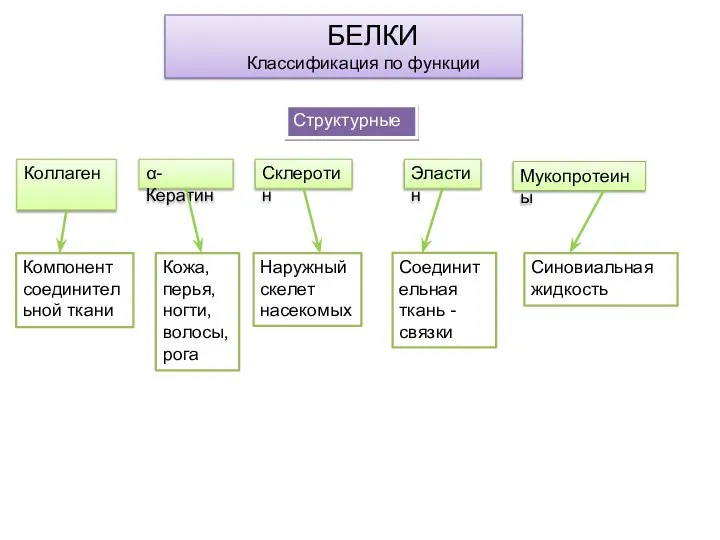 БЕЛКИ Классификация по функции Структурные Коллаген Склеротин α-Кератин Эластин Мукопротеины Компонент