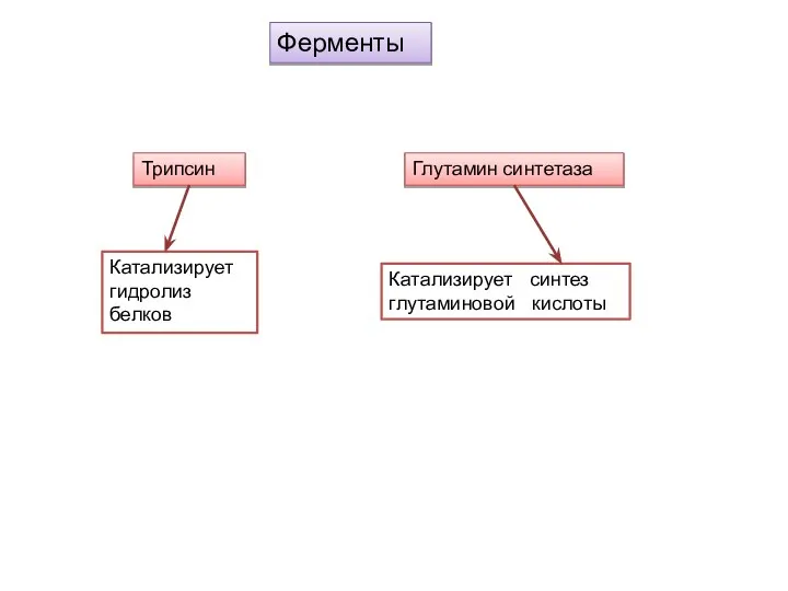 Ферменты Трипсин Глутамин синтетаза Катализирует гидролиз белков Катализирует синтез глутаминовой кислоты